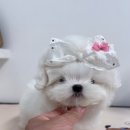 킴스애견미용실 이미지