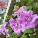 그린아이즈 이미지