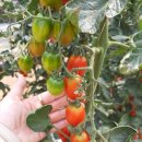 서화농장 이미지