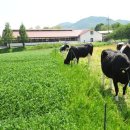 수정목장 이미지