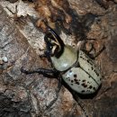 헤라클레스 장수풍뎅이 [Hercules beetle] 이미지