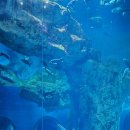 다누리 | [단양 여행] 오키나와 추라우미 부럽지 않아! 아이와 함께 단양 다누리아쿠아리움 방문 후기