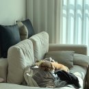 강아지 미용실 | 옥정 강아지 미용실 후기, 맡겼더니 이렇게 변했어요