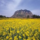 바위섬 민박 이미지