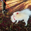 꽃길만 걷게 해줄'개' 이미지