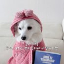 반려견 셀프미용 | 비싼 애견미용실 이제 그만! 우다다 4in1 멀티클리퍼 애견 바리깡 셀프미용 후기