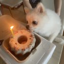 바르다펫 | 바르다펫 강아지 생일 케이크 추천 후기