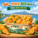 제일청과 - 부산진구 당감로34번길 36-8 | 한라봉·천혜향,레드향, 어디서 사야 할까? 동문시장 어울림청과 후기