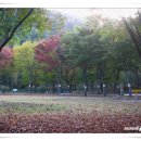 대구수목원의 가을 국화전시회 풍경~ 이미지