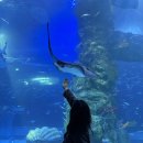 푸른바다독스쿨 | 잠실 롯데월드 아쿠아리움, 인생샷 남기고 해양동물 구경 야무지게 하고 온 후기