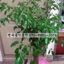 김해농약종묘사 이미지