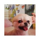 안나 제니 펫샵 | [공지]녹두곰순 ㅡ [피해사례] 부산의 해운대 안나제니 펫샵에서 있었던 일 / 애견 미용스파 //3월2일에...