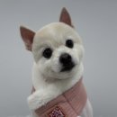 댕그루루 이미지