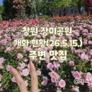 인생닭강정창원대방점 | ​창원 장미공원 만개! 지금 당장 가야 하는 이유 (feat. 주변 찐맛집 리스트)