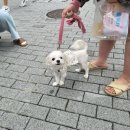 펫소울메이트 이미지