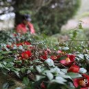 바닷가 숲속 이미지