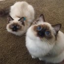 이쁜냥이 이미지