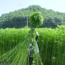 안동포마을 이미지