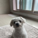 개나리 멍멍 이미지