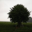 보성백록다원 이미지