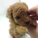 (주)아이펫 이미지