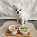 브라보 마이펫 이미지