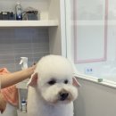 넘버원 펫살롱 이미지