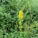 해오름길 이미지