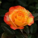 옐로우시티 이미지