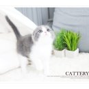 폴캐터리 이미지