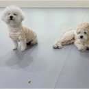 놀루오숑 이미지