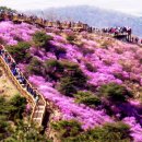 고려산 진달래축제(2024.4,8 월요일) 산행안내. 이미지