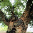 영풍 단촌리 느티나무 이미지