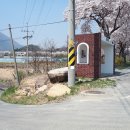 영천댐 벚꽃 백리길 : 충효삼거리 - 외미기재 - 옥계삼거리 이미지