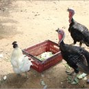 우진농장 이미지