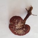 황제농장2 이미지