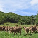 한우목장 이미지