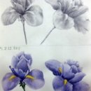 뎃생, 연필인물화 이미지