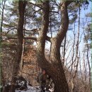 노당1리 | 송학산~용두산(제천) .... 2018.01.28