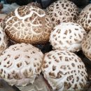 수진농장 이미지