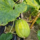 애란농장 이미지