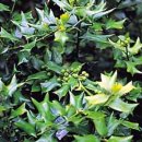 홀리호랑 이미지