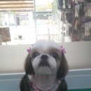 까가주개 이미지