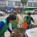 장미꽃길 1 이미지