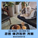 초당동-2 | 강릉 초당동카페 실내 애견동반 카페 에브리모먼트커피