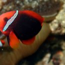 토마토크라운피쉬(Tomato clownfish) 이미지