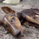 꼬리 흔드는 강아지 이미지