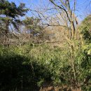 담양중정사지마애여래좌상 이미지