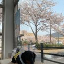 성모동물병원 이미지