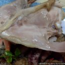 용궁해신탕 이미지